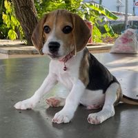 beagle_carrot