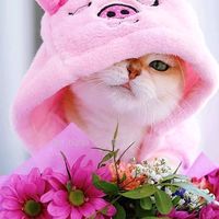 bosscute1802