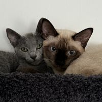 meowmaenner