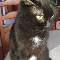 claudinefigueired