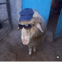 elizabethagnesconnolly