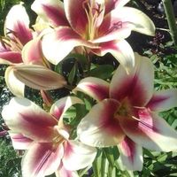 TikTok Account - https://p16-pu-ie.tiktokcdn-eu.com/tos-useast2a-avt-0068-euttp/086f044c822cae33befddcb4dc842769~tplv-tiktokx-cropcenter:200:200.jpeg