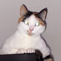 TikTok Account Photo