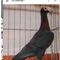 erosmoinelo