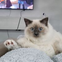 meliandsky