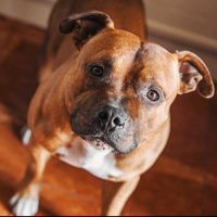 red74staffy