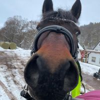 one.girl.with.her.horse