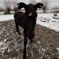 vdb.alana