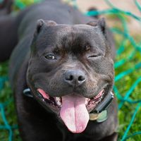 tango.the.staffy