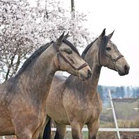 caballoscortes