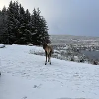 northernbru