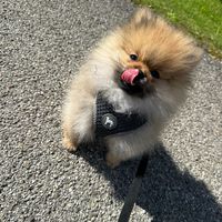 bobby_the_pom