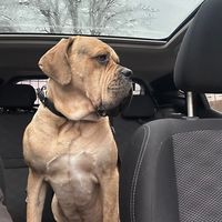 canecorso.baxter