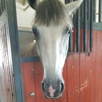 edits_horse49