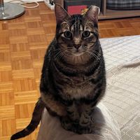 si.me.sigues.te.sigo070