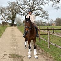maddienequines