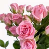 hayat_w_a