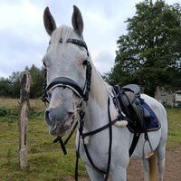 horses.__.queen