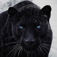 black12_4_