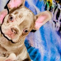 bulletexoticdogs