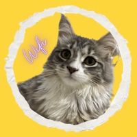 wifi_siberiano