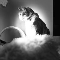 lu_madeira0