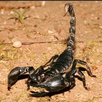 scorpiondz57