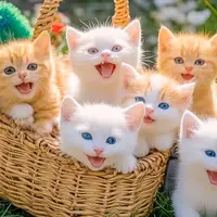 TikTok Account Photo