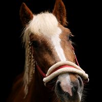 dreamhorse.spike