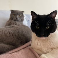 jokerthecatandpuff