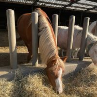 pony_parkcity.team1029