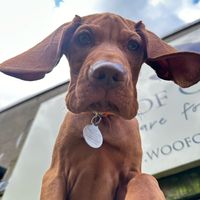 whiskey_the_vizsla