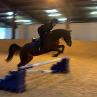 honey.that.flying.pony