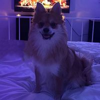 fluffychloe3