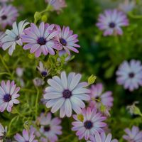 TikTok Account - https://p16-pu-ie.tiktokcdn-eu.com/tos-useast2a-avt-0068-euttp/373db8644d67171ca3dfe9ccc66f1273~tplv-tiktokx-cropcenter:200:200.jpeg