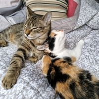 die_katzens