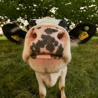 moosbeingcoos