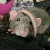 threwupguts