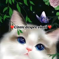 citate.despre.via24