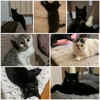 kissesbykitties