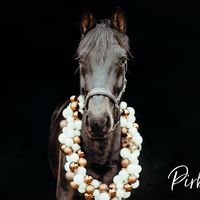 pony_clooney