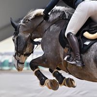 holsteinercasper