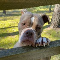 oldeenglishbulldogfrieda