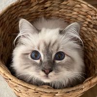 fluffycats315