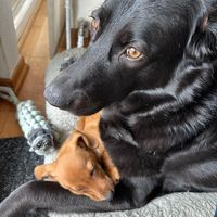 teddybear_und_freunde