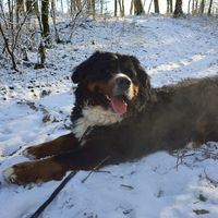 scotch_lebouvierbernois