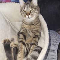 bibi_cat_