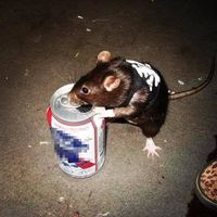 rat_boy_is_a_poser