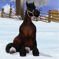 a_equestrian_girl