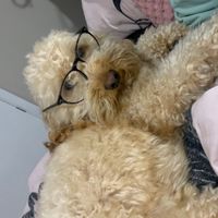 wafflelawsontoycockapoo